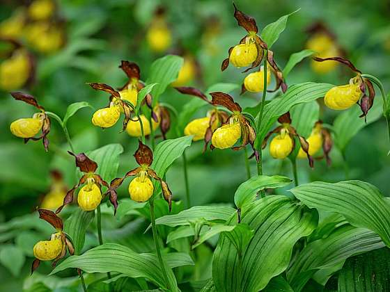 Střevíčníky – orchideje do pokoje i do zahrady