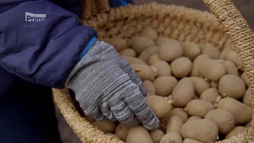 Sadbové brambory (Zdroj: Prima DOMA)