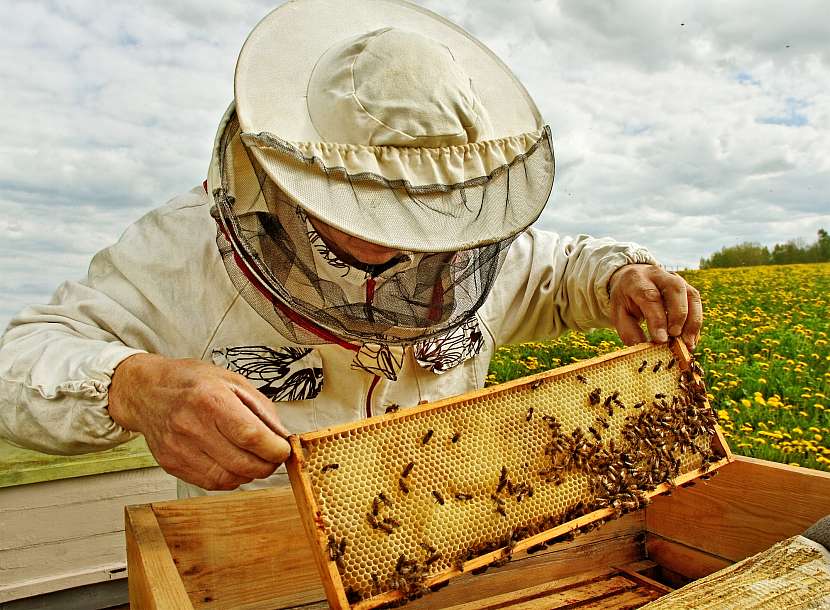 Včelařství se dnes již nevěnují pouze starší ročníky. Oblíbili si ho i mladí