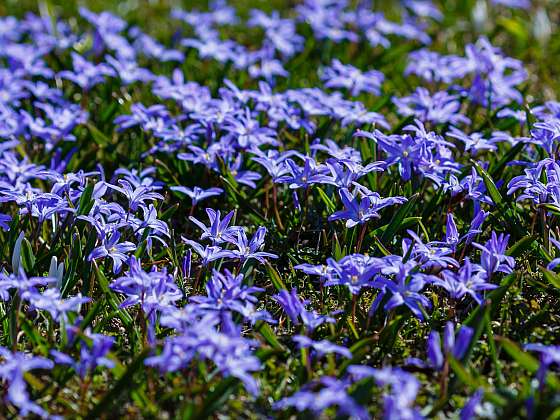 Ladonička je jarní rostlinka, která tvoří nádherné modré koberce (Zdroj: Depositphotos (https://cz.depositphotos.com))