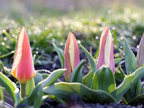 Tulipán Greigův je nízký tulipán, houževnatý a silný (Zdroj: Depositphotos (https://cz.depositphotos.com))