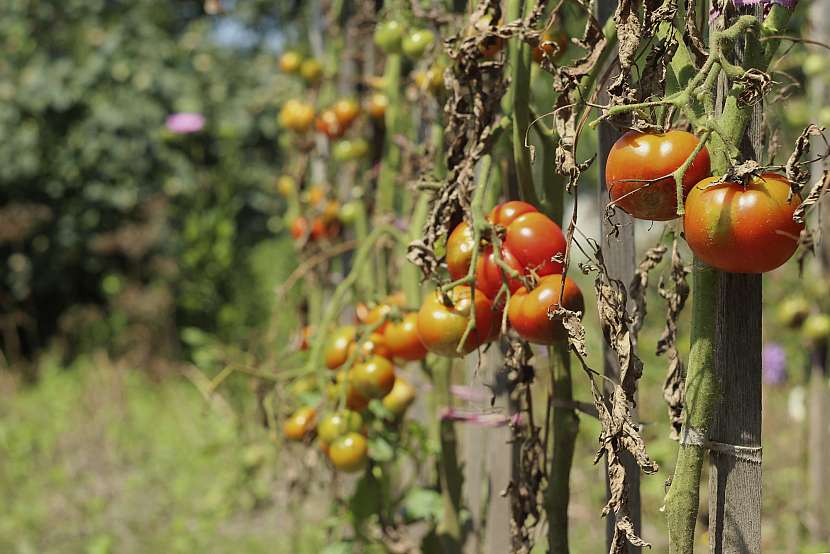 Plíseň bramborová na rajčatech. Když se důsledně dbá na prevenci, nemusí to takto dopadnout (Zdroj: Depositphotos (https://cz.depositphotos.com))