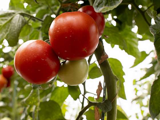 Pěstování rajčat má své zásady (Zdroj: Depositphotos (https://cz.depositphotos.com))  