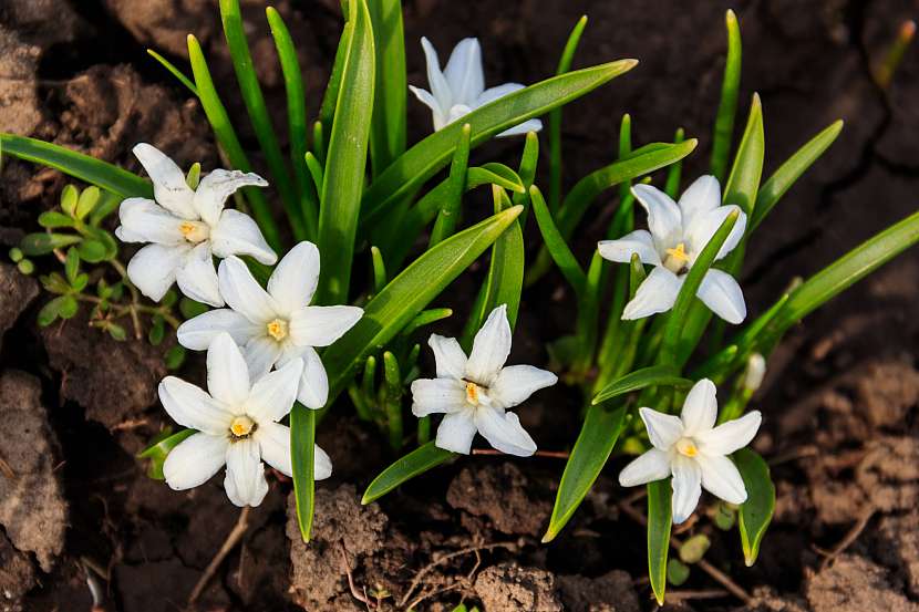 Máme pro vás 3 tipy, jak probudit zahradu na jaře (Zdroj: Depositphotos (https://cz.depositphotos.com))