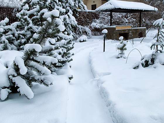 Sníh v zahradě využijte jako zdroj vláhy pro zeleň (Zdroj: Depositphotos (https://cz.depositphotos.com))