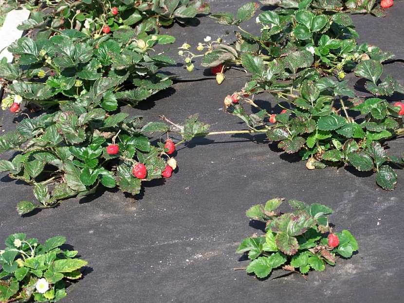Zahradnická fólie jahody ochrání a přispěje k jejich správnému vývoji