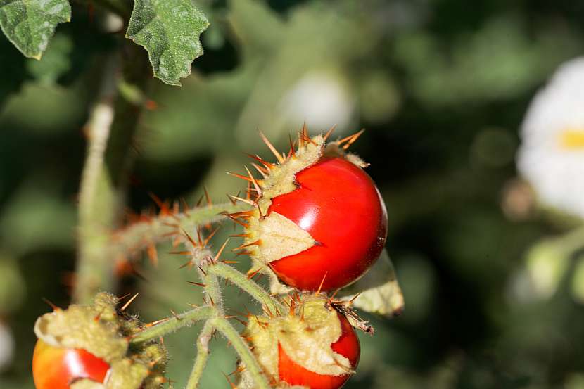 Liči rajče se vyznačuje trny, které rostou po celé rostlině
