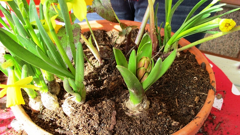 Jarní minizahrádka: přidejte cibuli hyacintu
