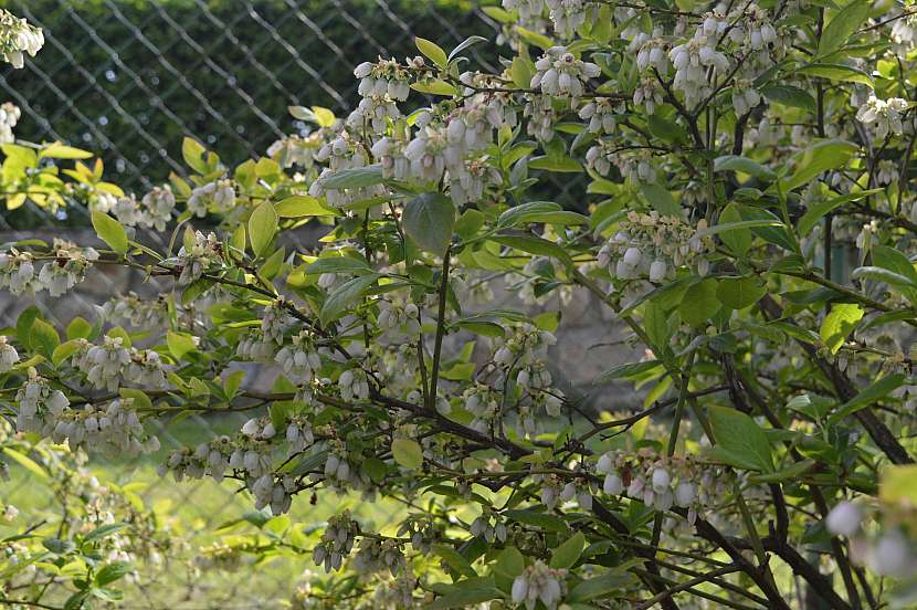 Keř kanadské borůvky, bohatě obsypaný květy slibuje skvělou úrodu