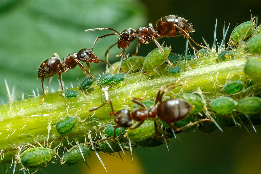 Mravenci si mšice chovají, protože mají rádi medovici, kterou produkují