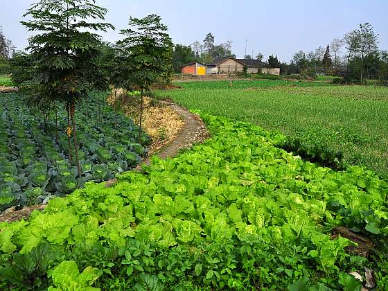 Úrodu nám zajistí i včasná likvidace škůdců na zelenině (Zdroj: Depositphotos (https://cz.depositphotos.com))