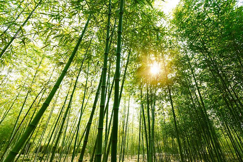 Bambus se velmi rychle promění v neproniknutelnou houštinu, nebo dokonce les