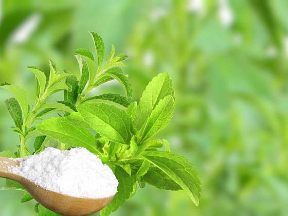 Stevia &#8211; zázračná sladká tráva