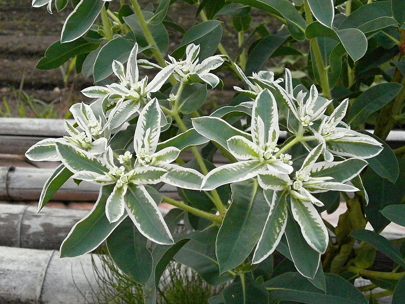 Pryšec vroubený (Euphorbia marginata)