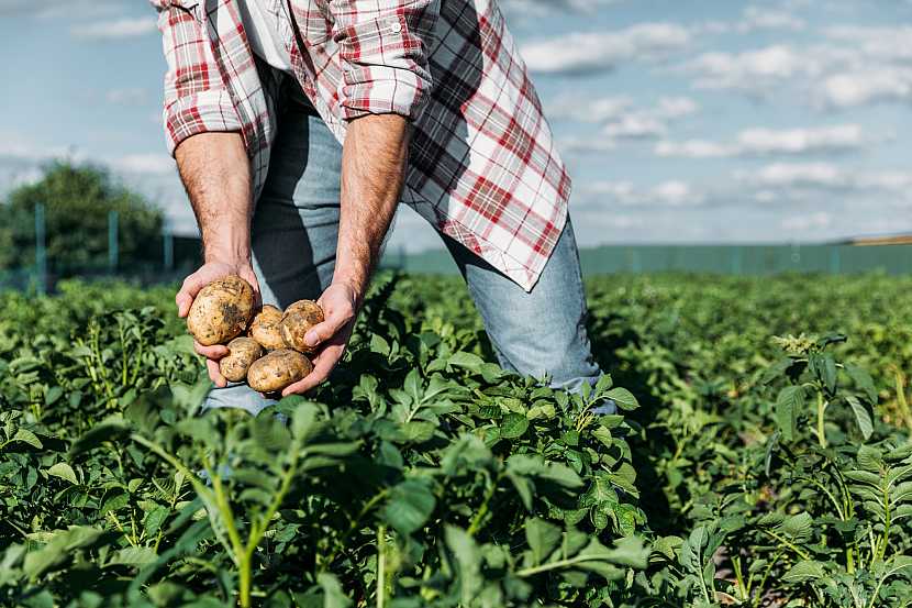 Aby úroda brambor byla hojná a kvalitní, je nutné zbavit pole plevele (Zdroj: Depositphotos)