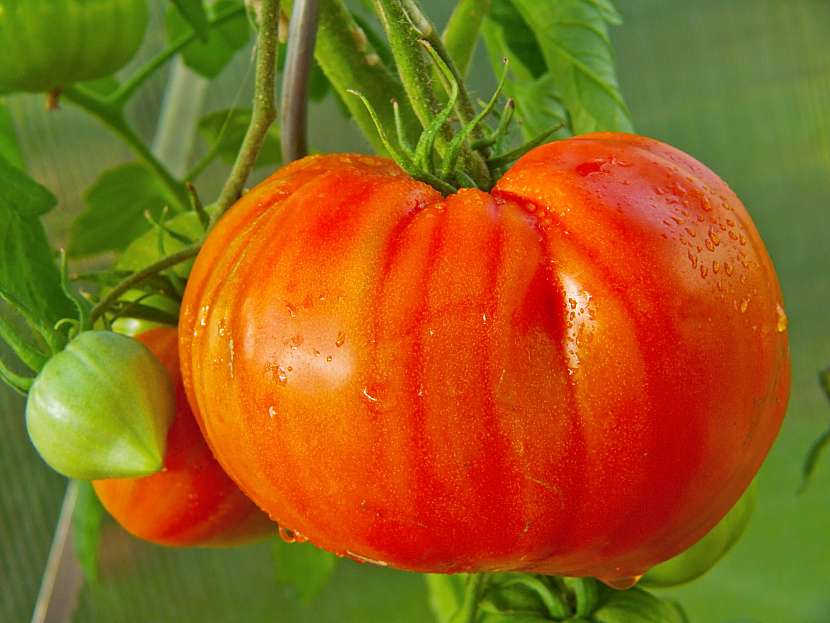 Velké odrůdy rajčat není vhodné pěstovat ve vyšších nadmořských výškách