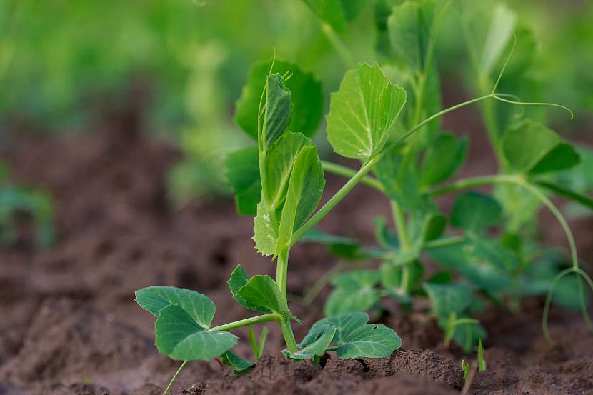 Věnujte záhon dětem a naučte je pěstovat rostliny