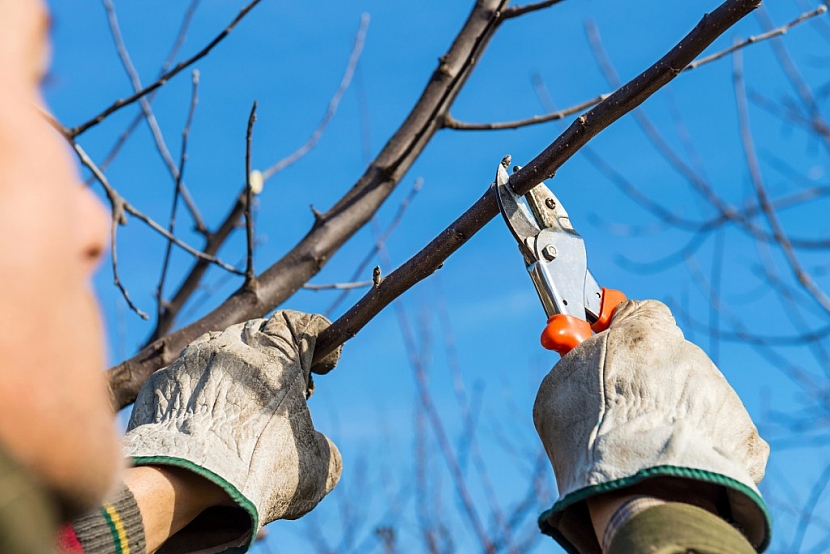 Kdy je správný čas na zimní řez ovocných stromů a keřů? (Zdroj: Depositphotos (https://cz.depositphotos.com))