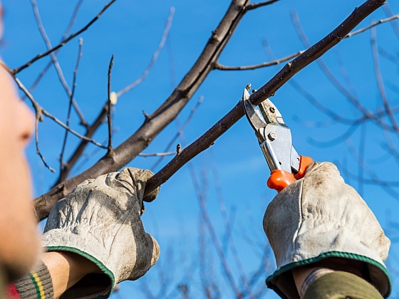 Kdy je správný čas na zimní řez ovocných stromů a keřů? (Zdroj: Depositphotos (https://cz.depositphotos.com))