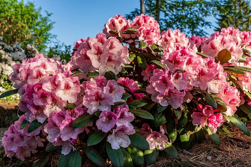 Rododendrony patří k rostlinám, kterým přijde cukrová vzpruha občas vhod