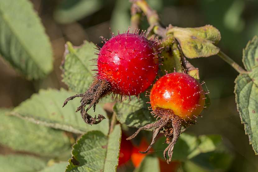 Některé odrůdy ovocných růží mají plody pokryté jemnými chloupky