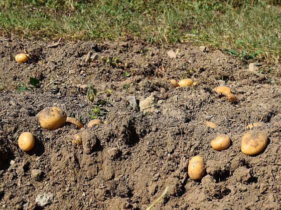 Pěstujeme brambory tradičními i méně běžnými metodami