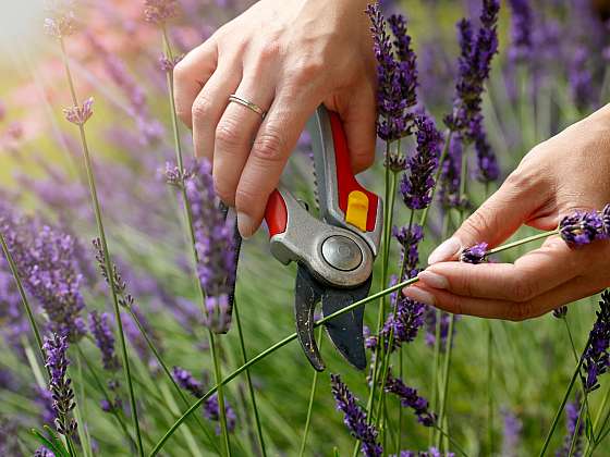 Srpnové práce na zahradě jsou v plném proudu (Zdroj: Shutterstock)