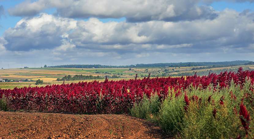 Amarant je jednou z nejvýživnějších plodin na světě. Vypěstovat si ji můžete na své zahradě (Zdroj: Depositphotos (https://cz.depositphotos.com))