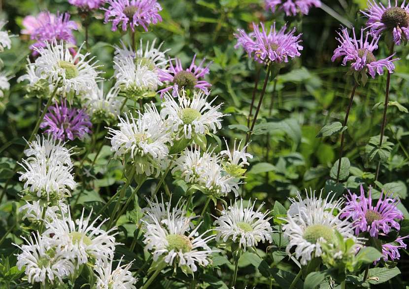 Zavinutka neboli monarda – výrazně aromatická rostlina s léčivými účinky