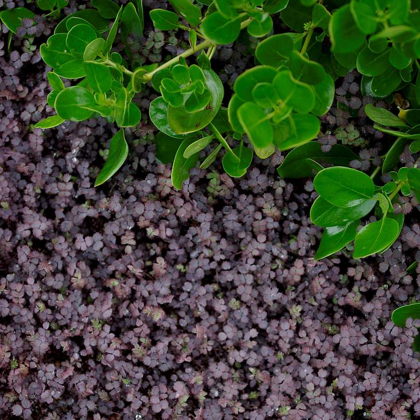Acaena inermis Purpurea přináší kromě skvělého kobercového pokrytí i zajímavé oživení v podobě purpurových listů (Zdroj: Daniela Dušková)