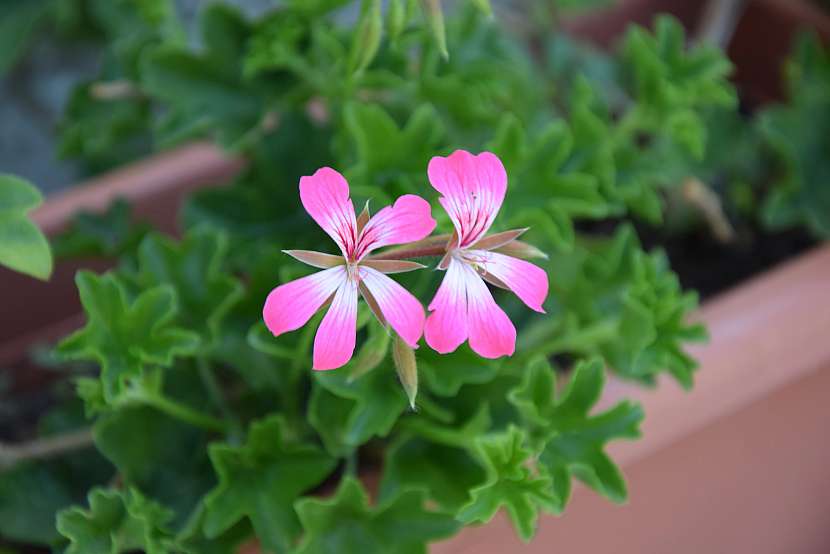 Pelargonie štítnatá známá také jako převislý muškát