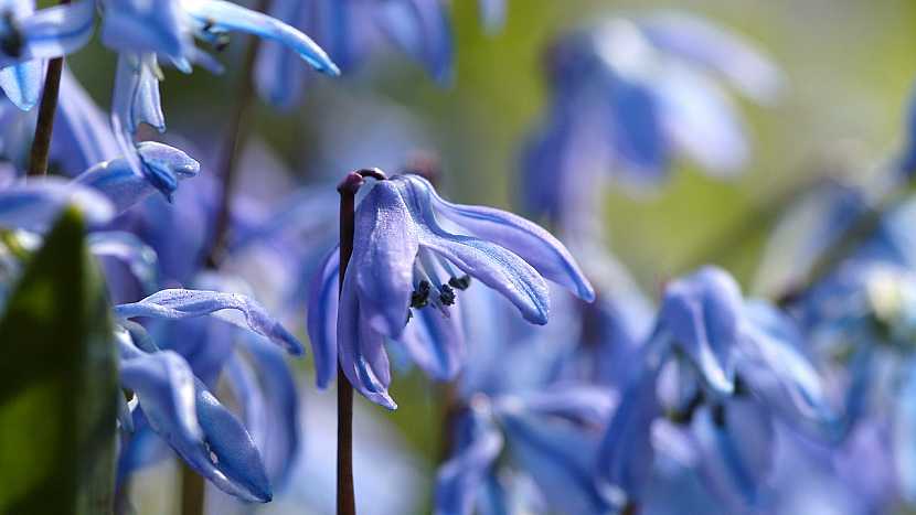5 nejkrásnějších jarních cibulovin s modrými květy: ladoňka (Scilla)