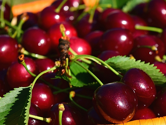 Třešně jsou nejen chutné, ale také bohaté na živiny a zdravotní benefity
