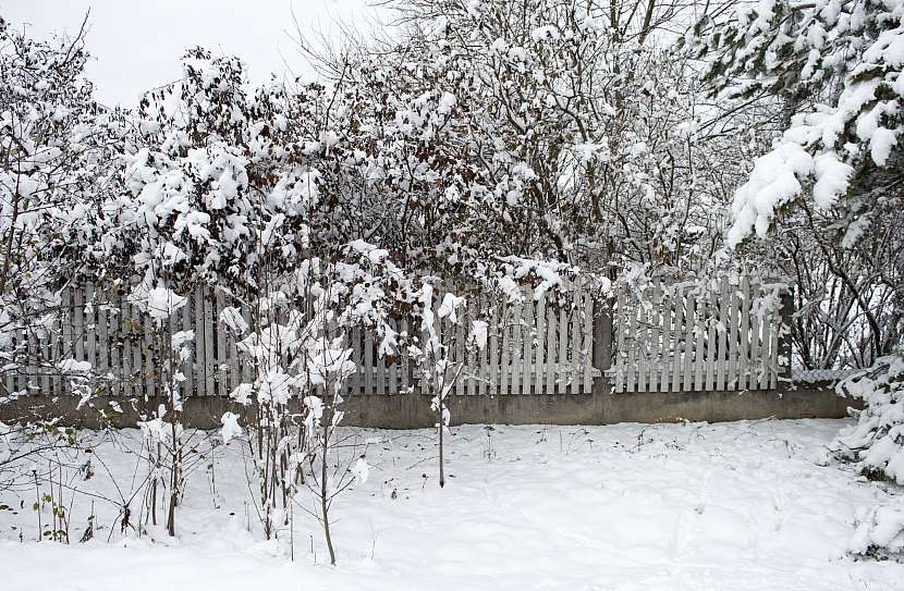 Menší množství sněhu na stromech nevadí