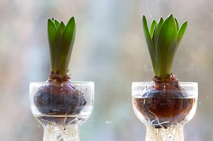 Vázy pro rychlení hyacintů