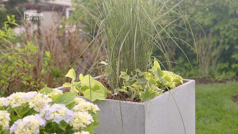 Moderní betonové květináče budou ozdobou vaší zahrady (Zdroj: Prima DOMA)