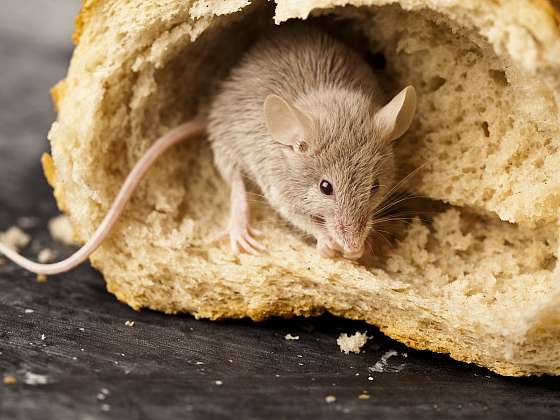 Návnada na hlodavce pomáhá v boji proti myškám (Zdroj: Depositphotos (https://cz.depositphotos.com))