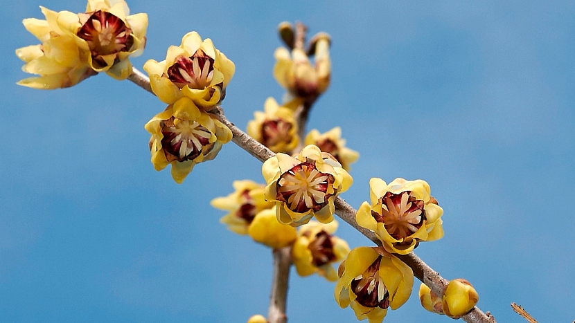 Lýkovec, vilín a zimokvět: zimokvět časný (Chimonanthus praecox)