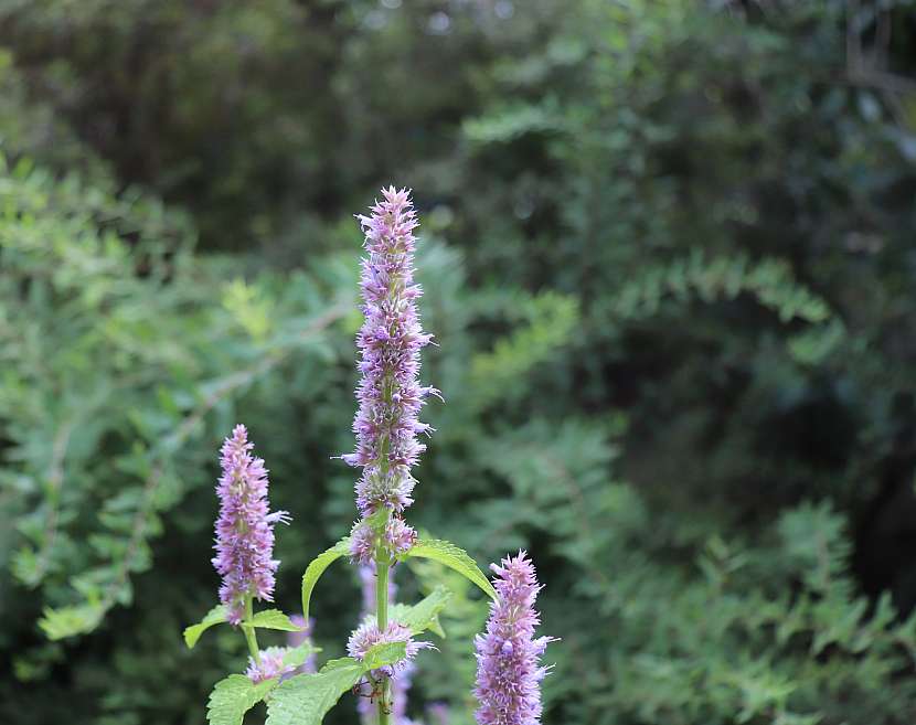Agastache se každý rok přesévá