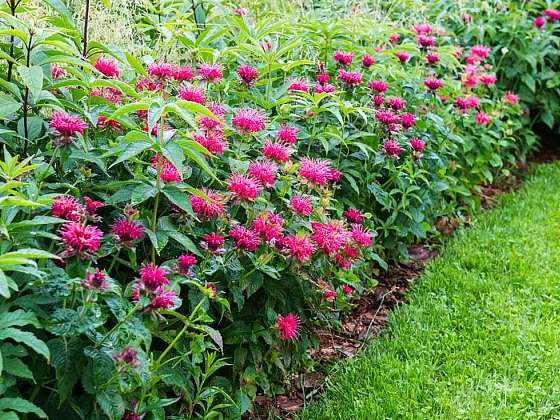 otevřít: Zavinutka neboli monarda – výrazně aromatická rostlina s léčivými účinky