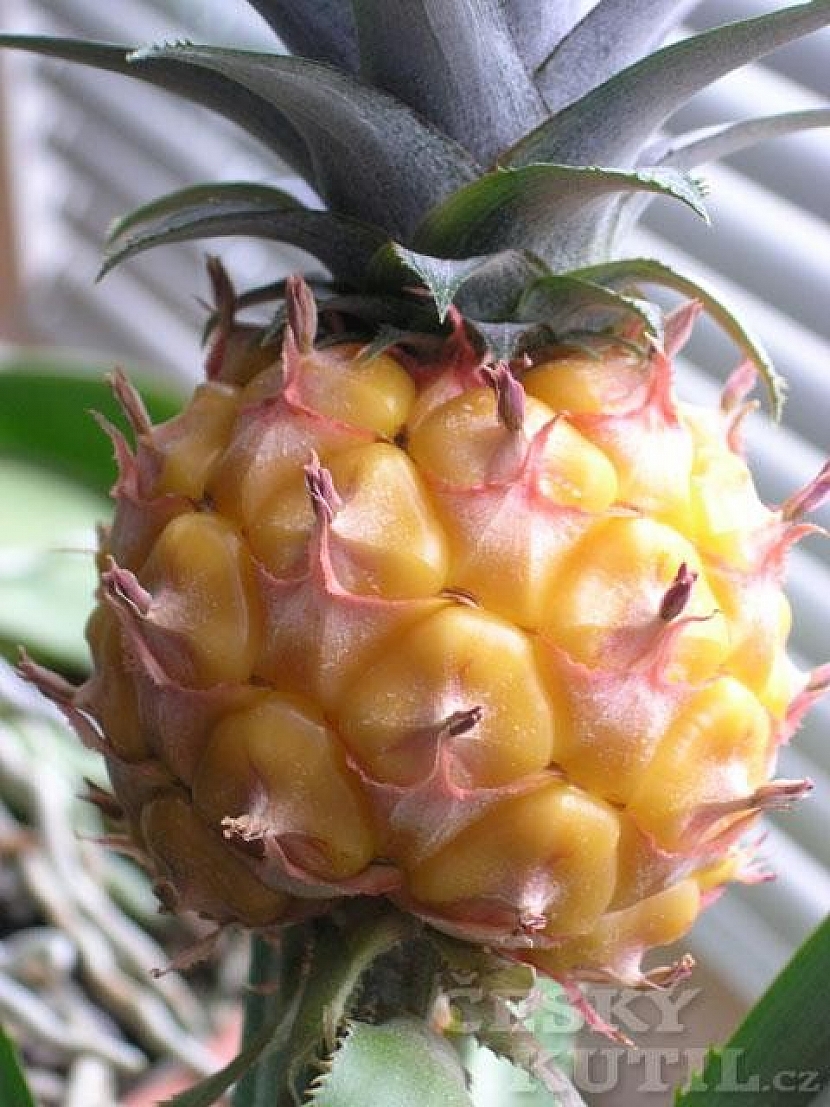 Ananas chocholatý
