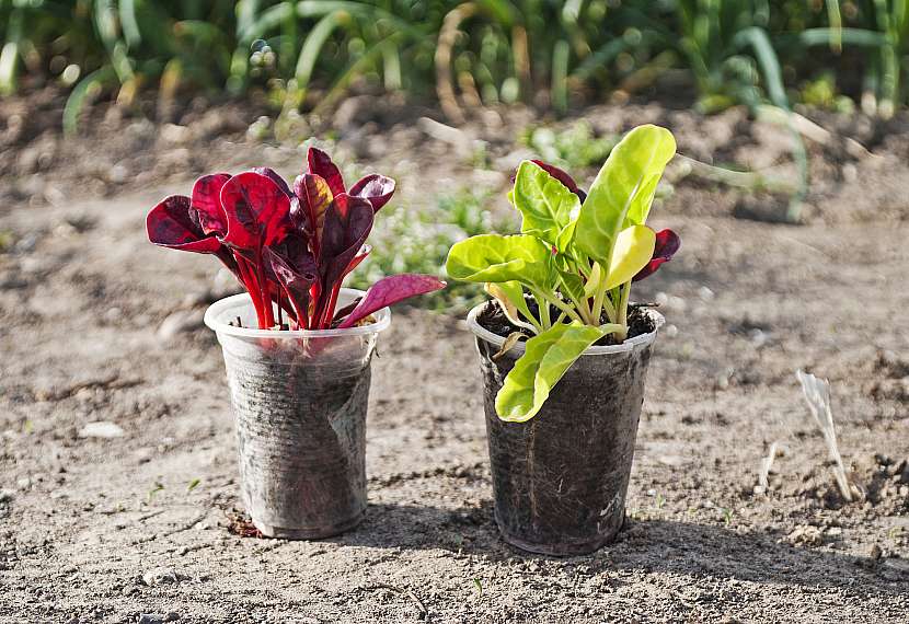 Pokud je u vás v dubnu ještě na výsadbu zeleniny chladno, použijte pařeniště nebo skleník