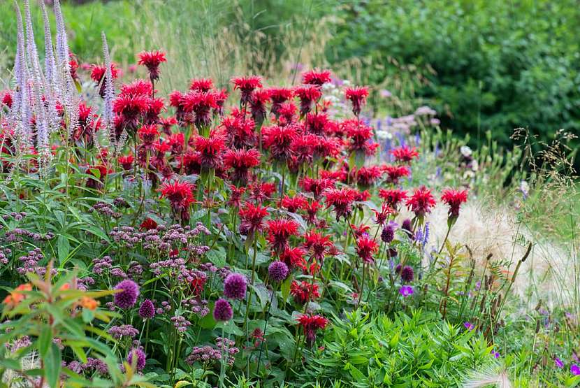 Zavinutka neboli monarda – výrazně aromatická rostlina s léčivými účinky