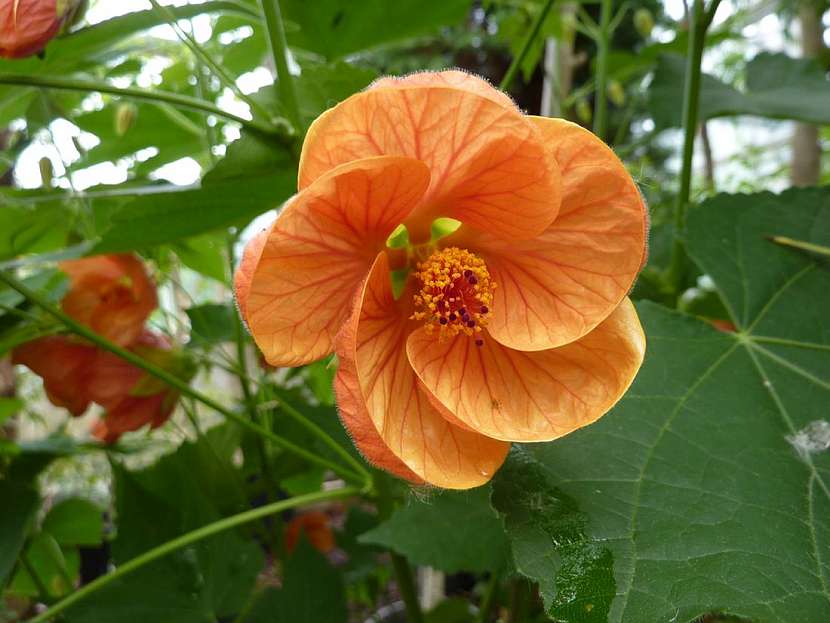 Abutilon neboli podslunečník – atraktivní pokojová rostlina s hedvábnými květy