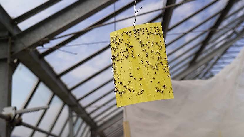 Lepové desky odhalí výskyt škůdců ve skleníku