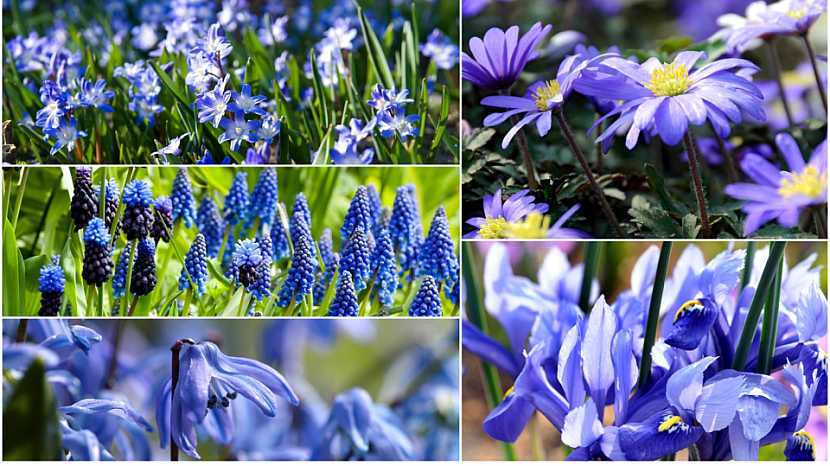 Co kvete modře v květnu?