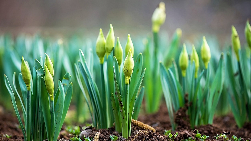 Co udělat v březnu na zahradě: narcisy potřebují před rozkvětem dobře pohnojit