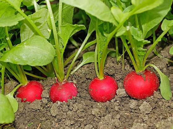 otevřít: Jak pěstovat ředkvičky ve skleníku i v truhlíku za oknem