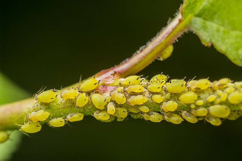 Mšice jsou polokřídlý hmyz, živící se paraziticky na rostlinách sáním rostlinných šťáv