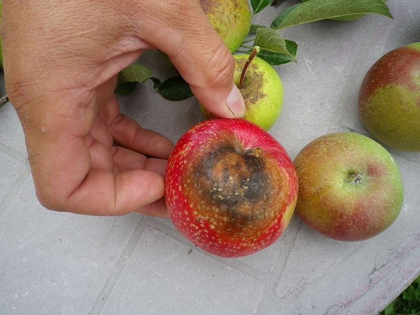 Mezi nejčastější choroby rostlin patří i alternariová hniloba jablek (Zdroj: Ludmila Dušková)